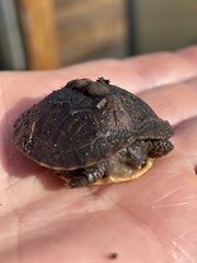 Emydidae