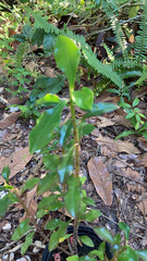 Pereskia