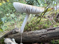 Amanita rhacopus