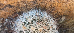 Mammillaria tetrancistra