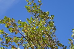 Alnus glutinosa