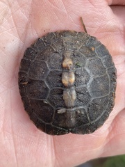 Emydidae
