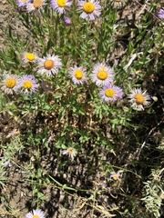 Erigeron subtrinervis