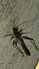Gryllidae