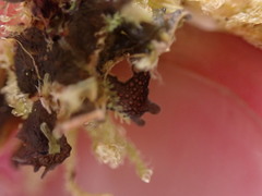 Scytinium polycarpum