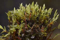 Ptychostomum