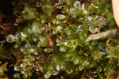 Mniaceae