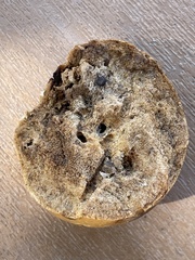 Andricus quercuscalifornicus