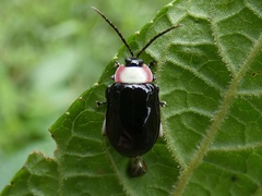 Asphaera chontalensis