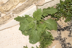 Hyoscyamus albus