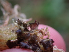 Scytinium polycarpum