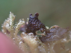 Scytinium polycarpum