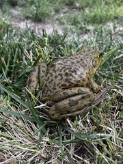 Lithobates catesbeianus