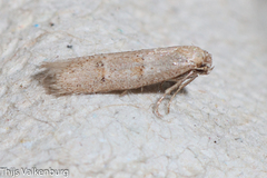 Symmocoides oxybiella