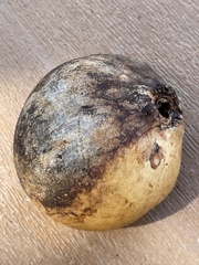 Andricus quercuscalifornicus