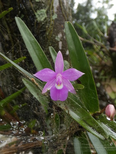 Image of Dimerandra emarginata by (c) Kai Squires, some rights reserved (CC BY)