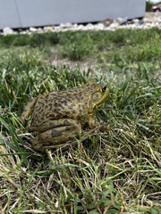 Lithobates catesbeianus