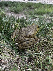 Lithobates catesbeianus