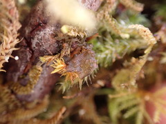 Scytinium polycarpum