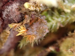 Scytinium polycarpum