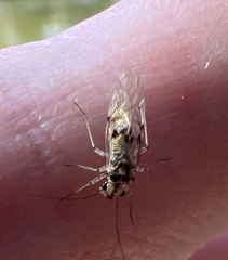 Psocidae
