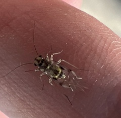 Psocidae