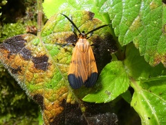 Dycladia correbioides