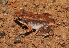 Eleutherodactylus varleyi