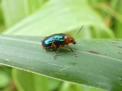 Chalcophana mutabilis