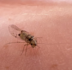 Psocidae