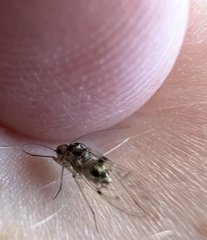 Psocidae