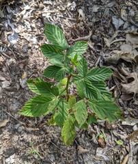 Rubus pensilvanicus