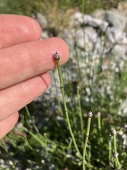 Equisetum variegatum