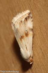 Eublemma ostrina