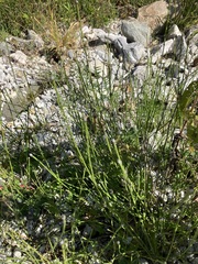 Equisetum variegatum