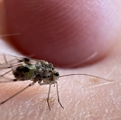Psocidae