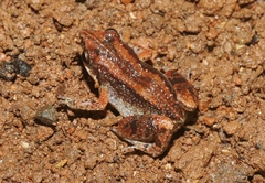 Eleutherodactylus varleyi