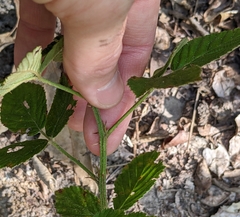 Rubus pensilvanicus