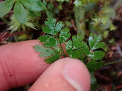 Coptis aspleniifolia