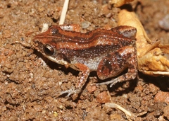 Eleutherodactylus varleyi