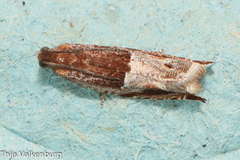 Ancylis sparulana