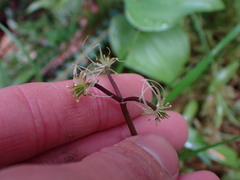 Coptis aspleniifolia
