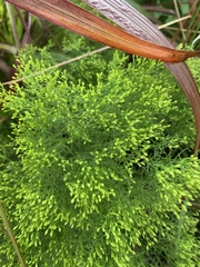 Euthamia caroliniana