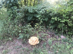 Laetiporus cincinnatus