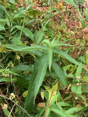 Eupatorium perfoliatum