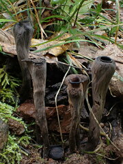 Craterellus cornucopioides