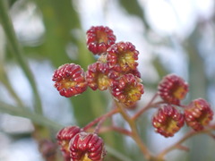 Dodonaea viscosa