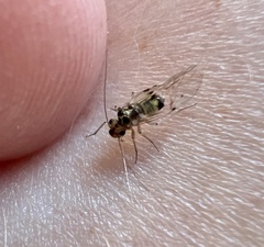 Psocidae