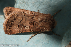 Agrotis lata