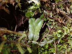 Conocephalum conicum